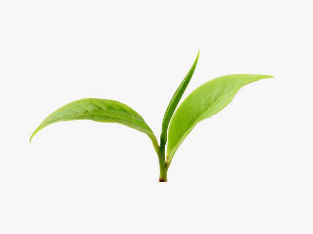云南高山普洱茶叶店的LOGO