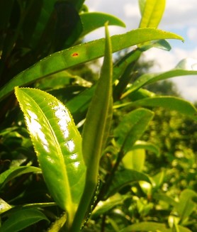 凤辰娴茶叶