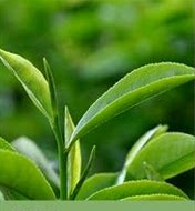 中国名茶专柜