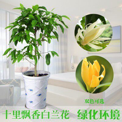 颜集花卉园艺的LOGO
