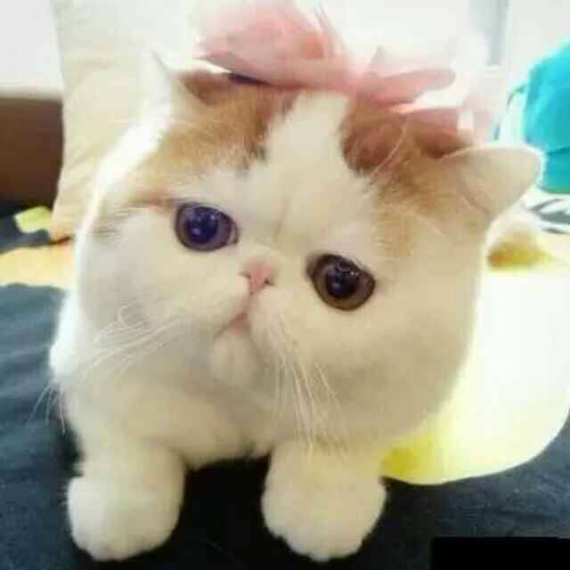 狗巢家居