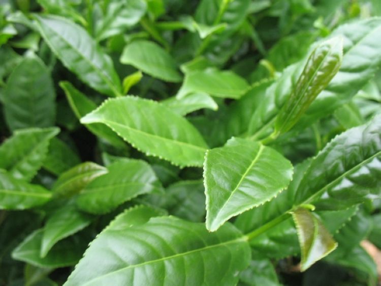 圣佛茶行