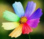 美潮多肉御花苑的LOGO