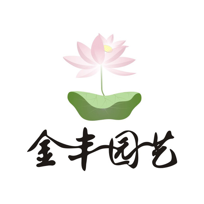 金丰园艺 睡莲碗莲