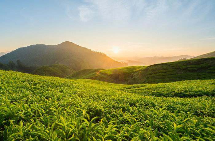 伯冉奶茶饮品茶厂