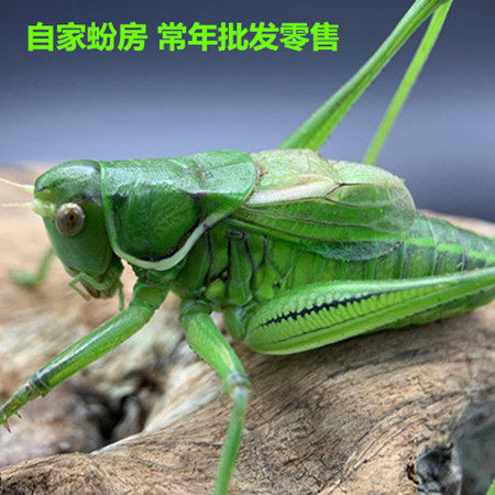小志鸣虫