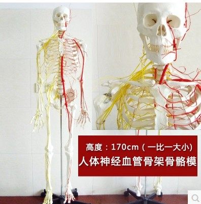 康科解剖模型