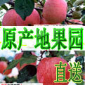 天山阿克苏果农联盟的LOGO