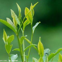 蜀都印象茗茶