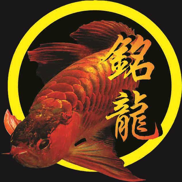 涛哥龙鱼甄选
