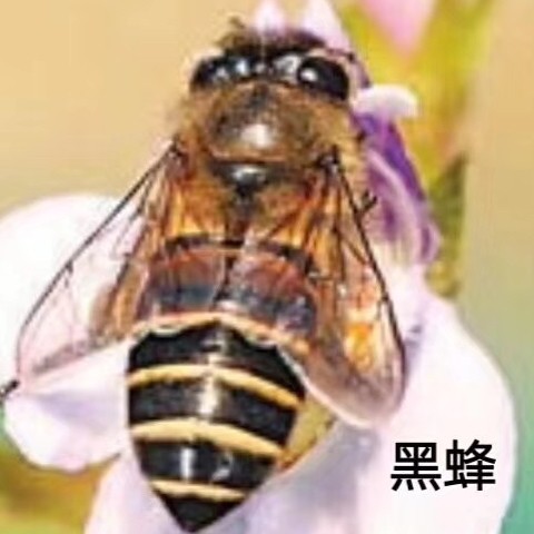 天山蜂蜜西域珍奇直销