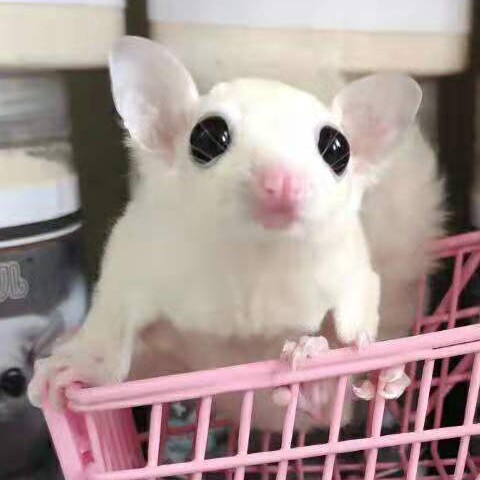 北京蜜袋鼯柯尔鸭之家