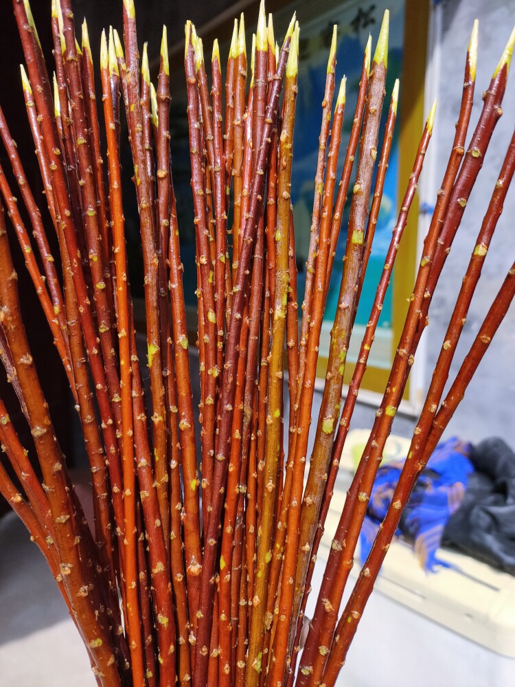 小野味红柳枝签子