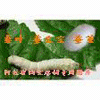 阿拉有蚕丝被蚕丝批发
