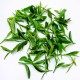 草堂春茶业的LOGO
