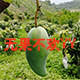 无果不欢 YY