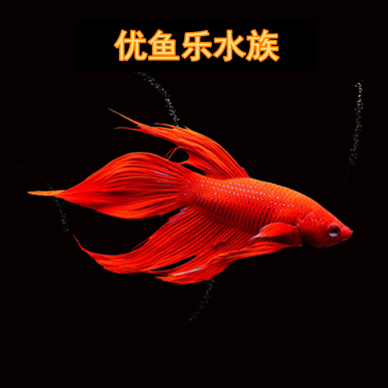 优鱼乐水族