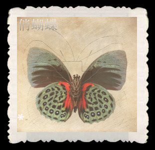 俏蝴蝶520的LOGO