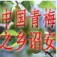 青梅之乡诏安