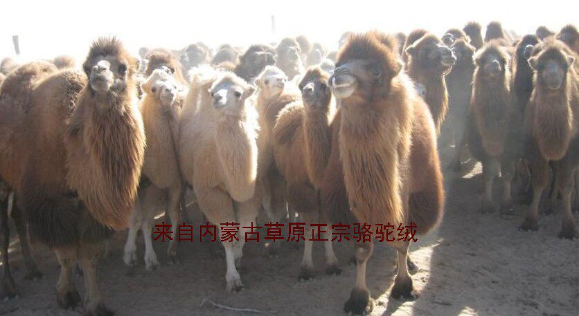 腾格里羊毛毡 驼绒被 直销店