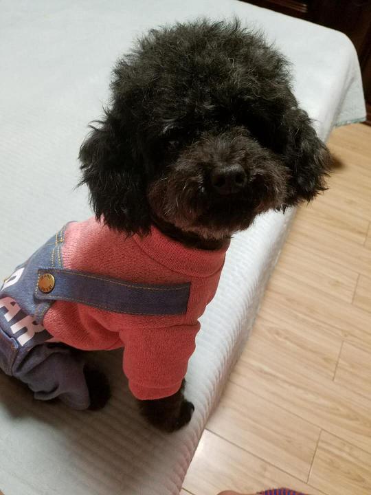 迪迪麻麻的玩具小铺