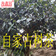 凤庆海鑫园茶业