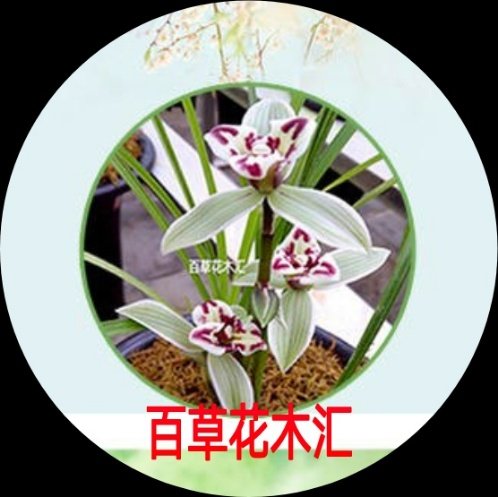 百草花木汇的LOGO