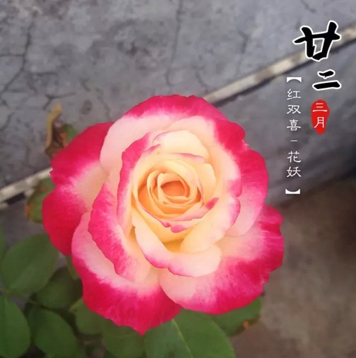 万草集月季园