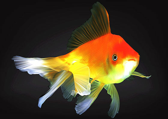 申浅水族用品