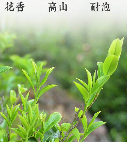 车模特儿