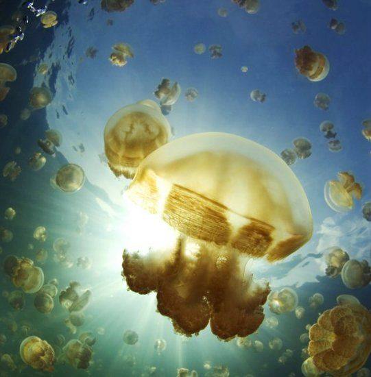 梦幻水母