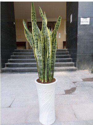 重庆绿缘植物派送