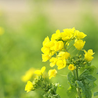 spring story的LOGO
