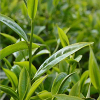 嘉华茶行