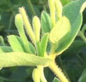 本地金银花
