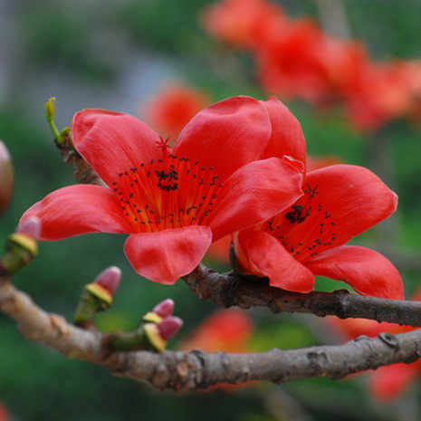 万花谷168
