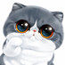 小Q萌猫Cat