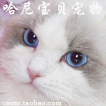 哈尼宝贝ALS858哈尼喵