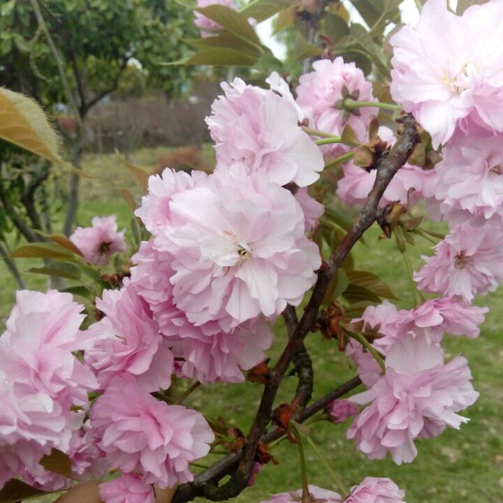 枫情阁淘趣