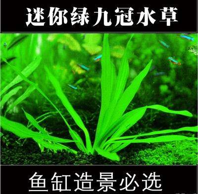 水草批发中心