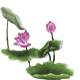 清水水生植物基地