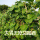 大胃王吃货揭西特产店的LOGO