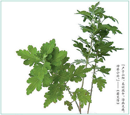 百弘艾灸养生堂