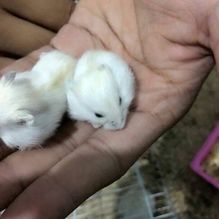 自家仓鼠繁殖
