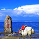 高原农场 小马哥严选
