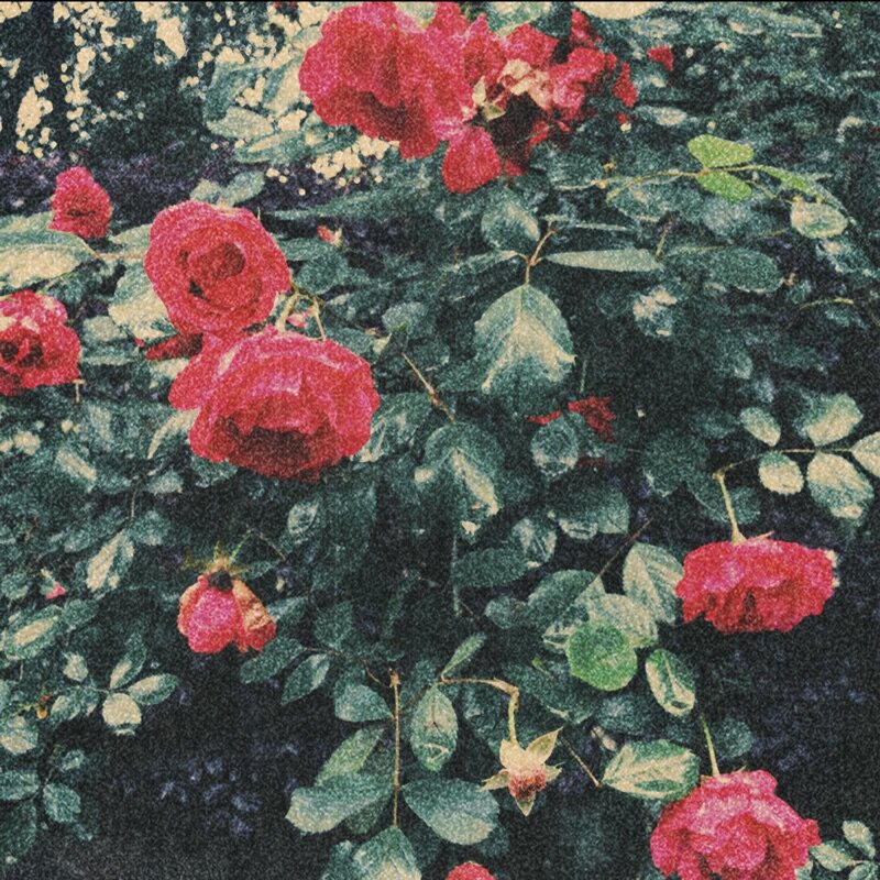 发现The summer vintage