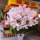 北京玉泉营福榕园花卉经营部