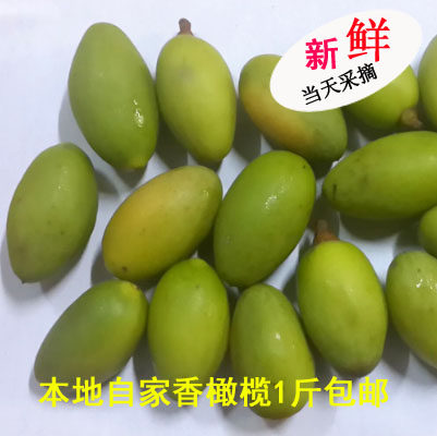 小黄人现摘青橄榄