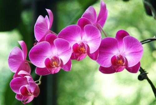 花仙子精品花卉的LOGO