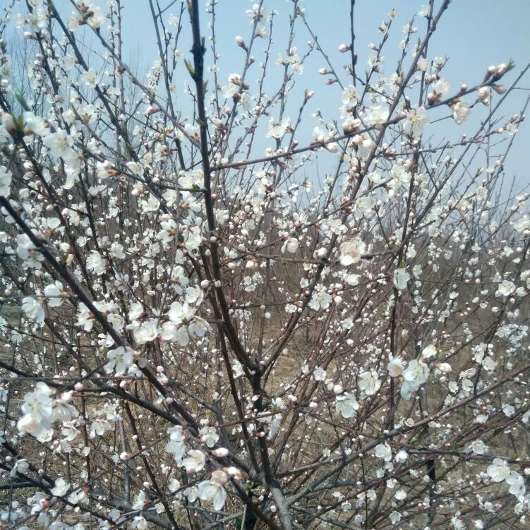 硕果路亚